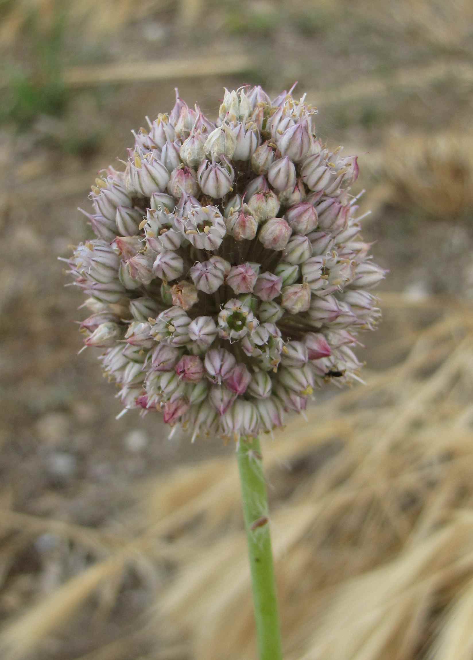 Allium